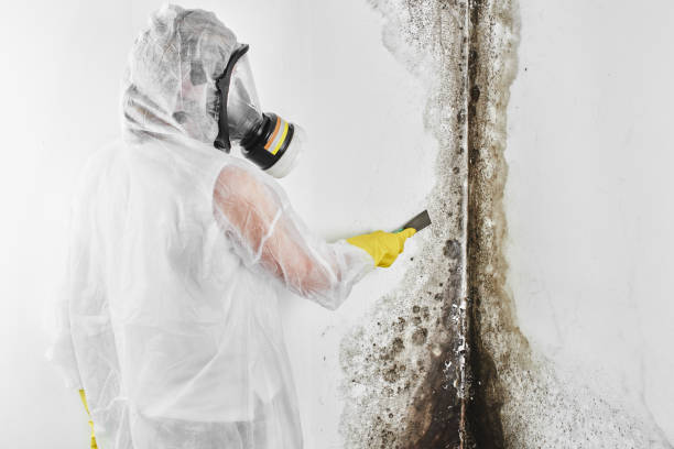 Professional Mold Remediation in East Rochester, NY