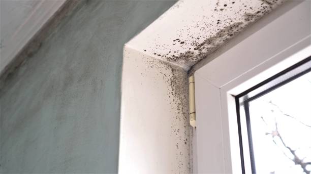 Best Mold Remediation for Specific Building Types in East Rochester, NY