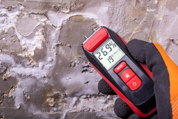 Best Basement Mold Remediation in East Rochester, NY