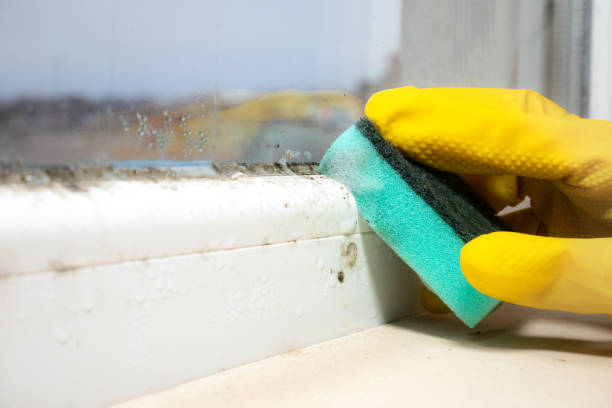 Best Post-Flood Mold Remediation in East Rochester, NY
